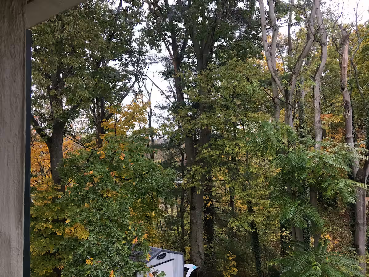 Dense trees with early fall color seen from Frederick Cottage