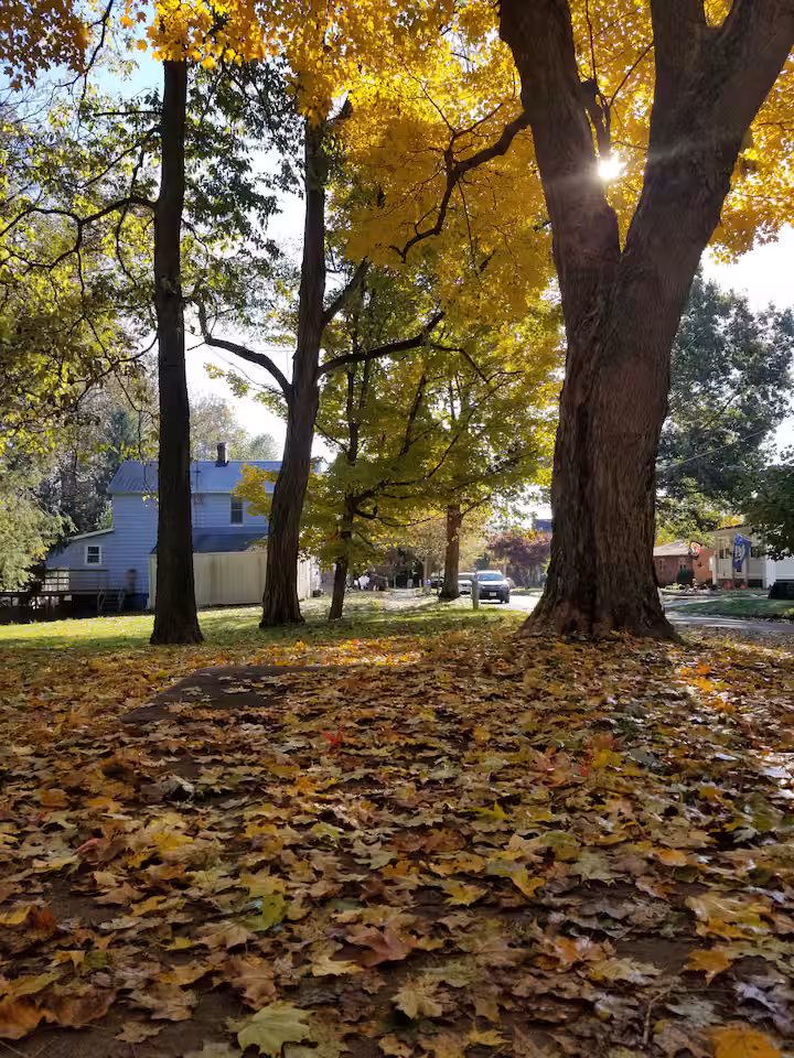 Fall leaves covering the ground under large maples near Frederick Cottage
